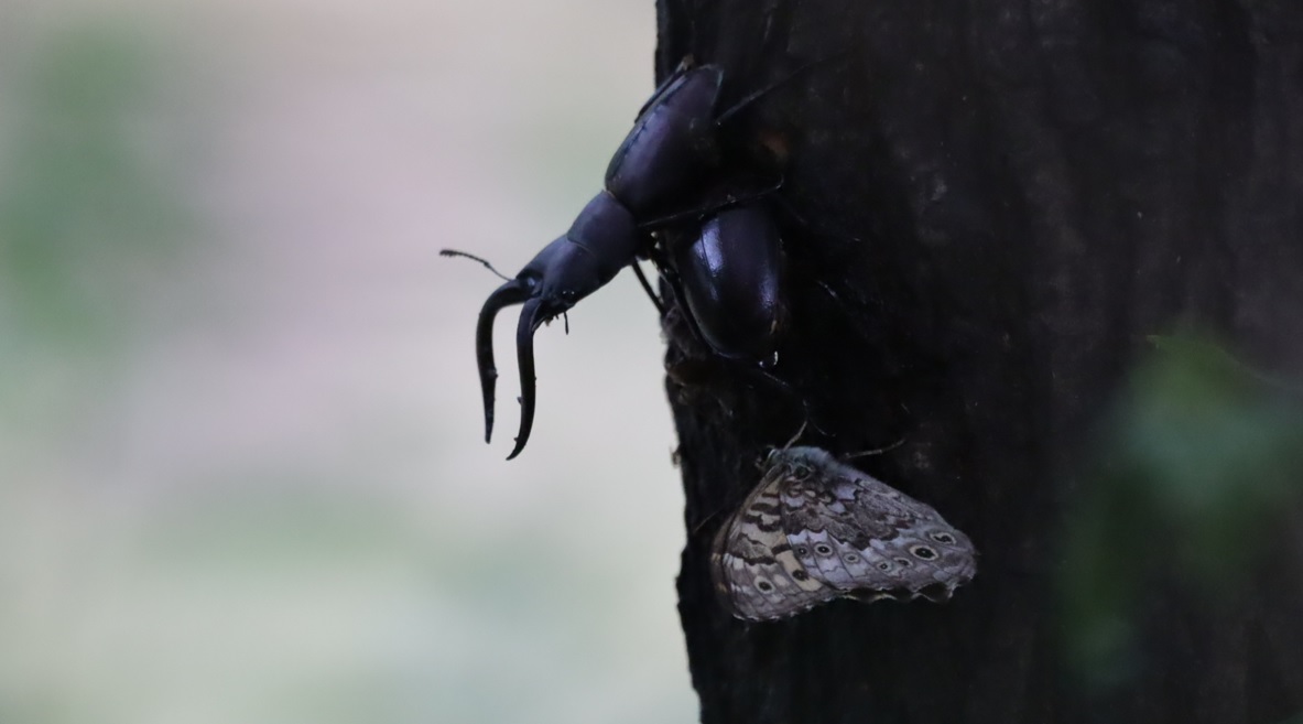 ノコギリクワガタのペア_川縁のヤナギ_2023年6月10日5時10分気温19.3度 霧雨
